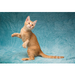 Котёнок Марчелло - рыжее солнышко в добрые руки