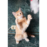 Котёнок Марчелло - рыжее солнышко в добрые руки