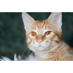 Котёнок Марчелло - рыжее солнышко в добрые руки