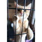 Котёнок Марчелло - рыжее солнышко в добрые руки