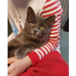 Красивая пушистая кошечка-подросток