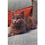 Красивая пушистая кошечка-подросток