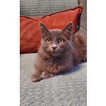 Красивая пушистая кошечка-подросток