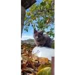 Красивая пушистая кошечка-подросток