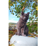 Красивая пушистая кошечка-подросток