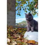 Красивая пушистая кошечка-подросток