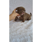 Щенки американский булли