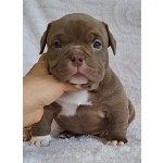 Щенки американский булли