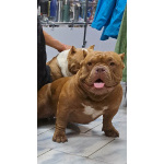 Щенки американский булли