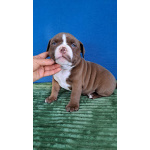 Щенки американский булли