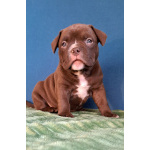 Щенки американский булли