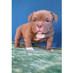 Щенки американский булли