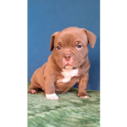 Щенки американский булли