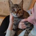 Кошка Бусинка ищет дом!