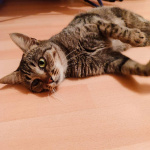 Кошка Бусинка ищет дом!