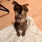 Кошка Бусинка ищет дом!