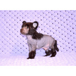 Щенки КХС самого редкого шоколадного окраса