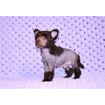 Щенки КХС самого редкого шоколадного окраса