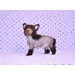 Щенки КХС самого редкого шоколадного окраса