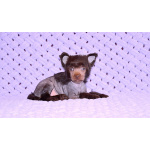 Щенки КХС самого редкого шоколадного окраса