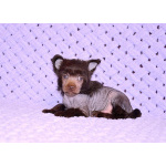 Щенки КХС самого редкого шоколадного окраса