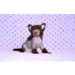 Щенки КХС самого редкого шоколадного окраса