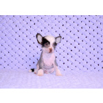 Щенки КХС самого редкого шоколадного окраса