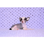 Щенки КХС самого редкого шоколадного окраса