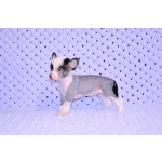 Щенки КХС самого редкого шоколадного окраса