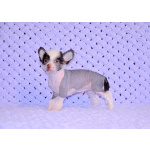 Щенки КХС самого редкого шоколадного окраса