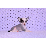 Щенки КХС самого редкого шоколадного окраса