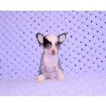 Щенки КХС самого редкого шоколадного окраса