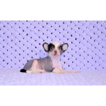 Щенки КХС самого редкого шоколадного окраса