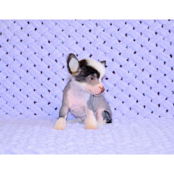 Щенки КХС самого редкого шоколадного окраса