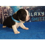 Бостон терьер щенки