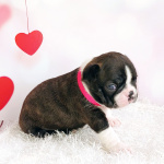 Бостон терьер щенки