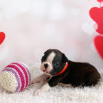 Бостон терьер щенки