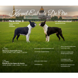 Бостон терьер щенки