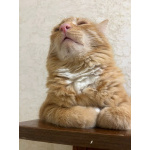 Симба ищет дом!