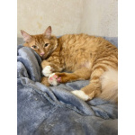 Симба ищет дом!