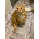 Симба ищет дом!