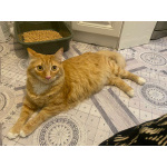 Симба ищет дом!