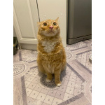 Симба ищет дом!