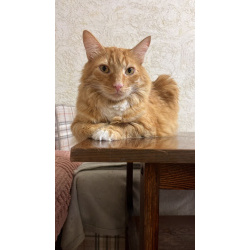 Симба ищет дом!