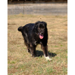 Буран ищет дом!