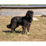 Буран ищет дом!