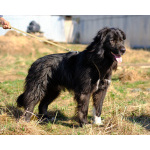 Буран ищет дом!