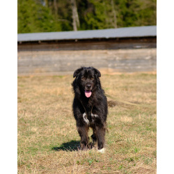 Буран ищет дом!