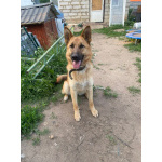 Бэтти ищет дом!