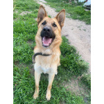 Бэтти ищет дом!